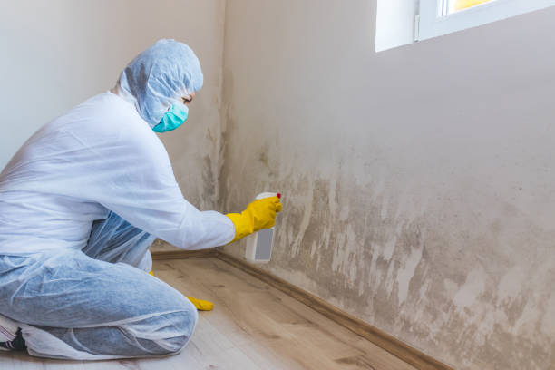 Licensed Mold Remediation service in Georgia, GA - WQB Mold Removal